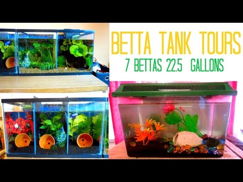 Betta Tank Tours