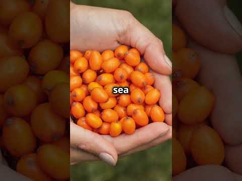 1kg Sea Buckthorn Powder