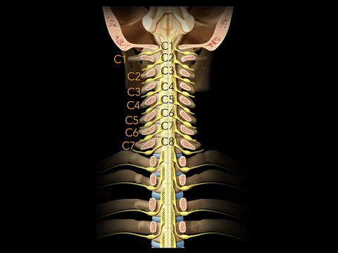 Spinal cord  Segmentation