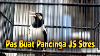 Download lagu JALAK SUREN GACOR, GELISAH MEMANGGIL LAWAN mp3 Download lagu JALAK SUREN GACOR, GELISAH MEMANGGIL LAWAN mp3