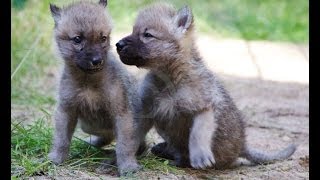 preview picture of video 'Nachwuchs Wolfcenter Dörverden: Welpen Dala und Kimo Stars im Park Wolf Wölfe Wolfswelpen'