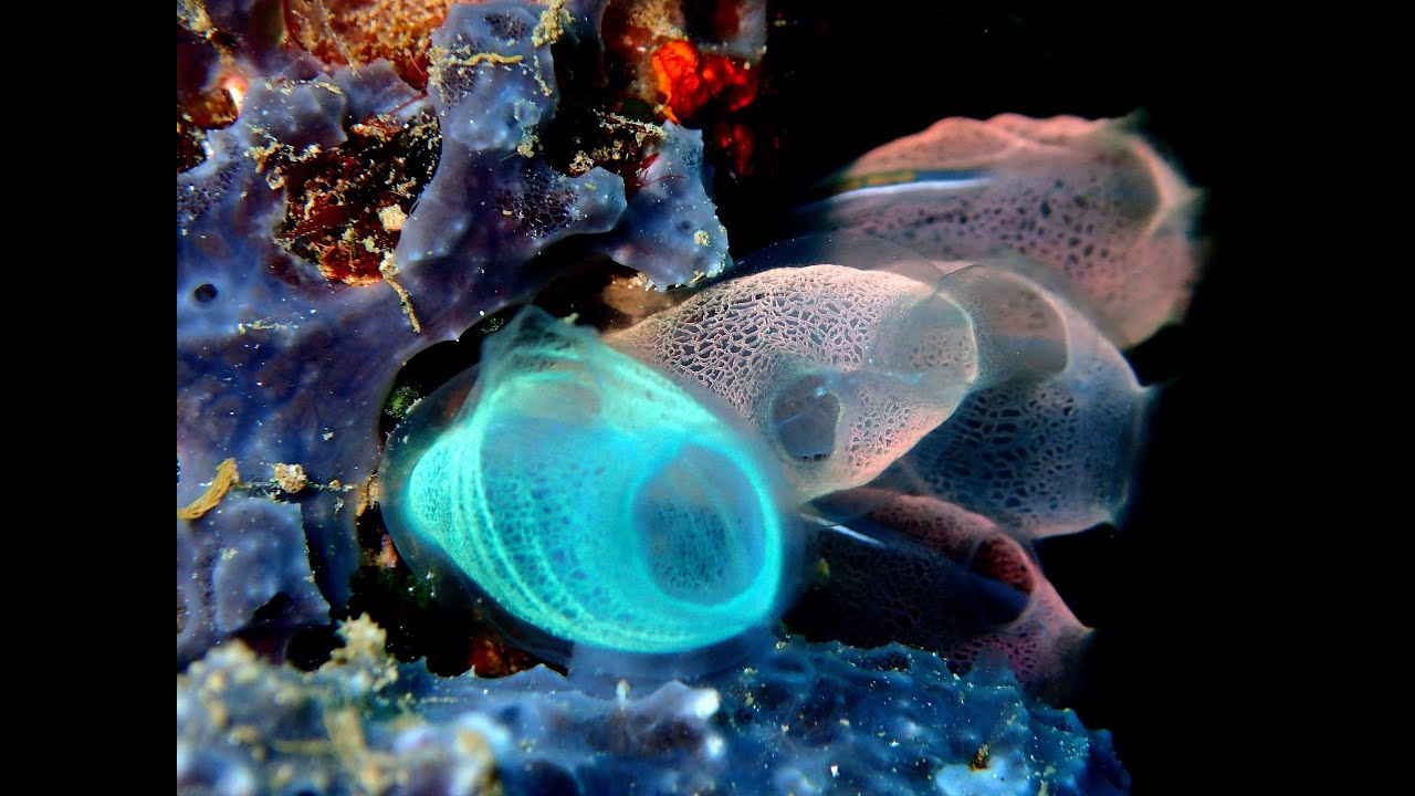 Urocordados - Tunicados