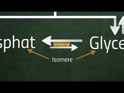 Die Glykolyse – Zellatmung Advanced 1 ●