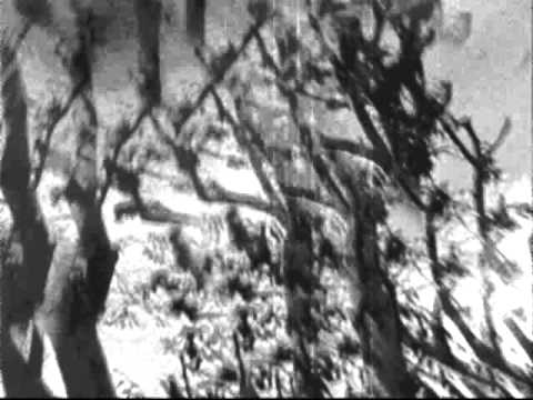 PrimatePoet -  Just a little sorrow