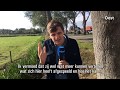Waterbuffel te water bij Ossenzijl | RTV Oost