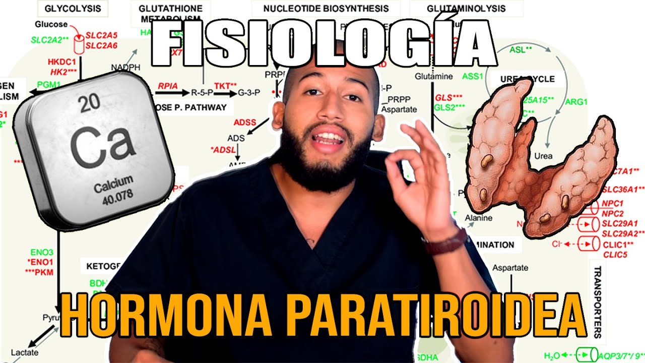 Fisiología - Parathormona y Calcio (Síntesis, Regulación, Osteólisis Osteocitaria)