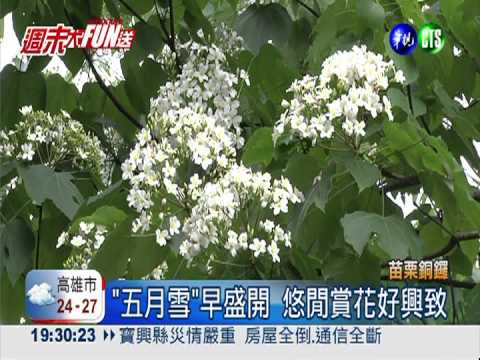 "五月雪"盛開! 白色花瓣景致夢幻