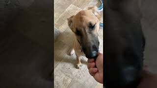 Video preview image #1 German Shepherd Dog-Unknown Mix Puppy For Sale in San Diego, CA, USA