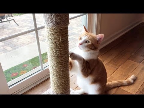 Steve Dale: Teach Your Cat to Scratch in All the Right Places!