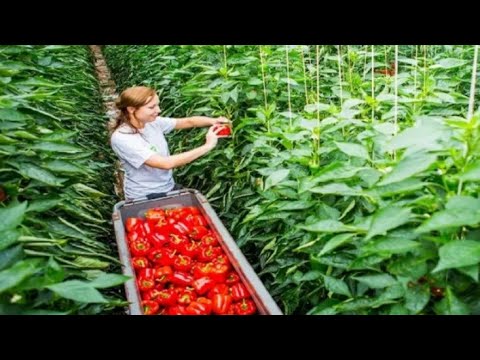 Awesome Greenhouse Bell Pepper Farming - Modern Greenhouse Agriculture Technology