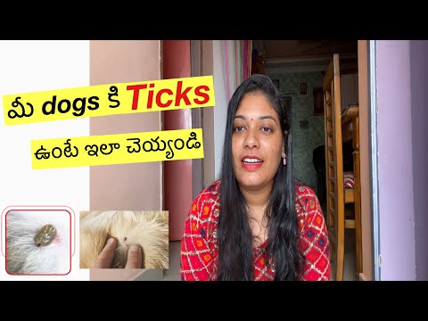 How to remove ticks and fleas from dogs | tips for dog ticks | home remedies | medicine for ticks