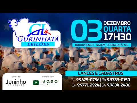 LEILÃO DE CORTE - GURINHATÃ LEILÕES 03/12/2025 - AGROREMATE