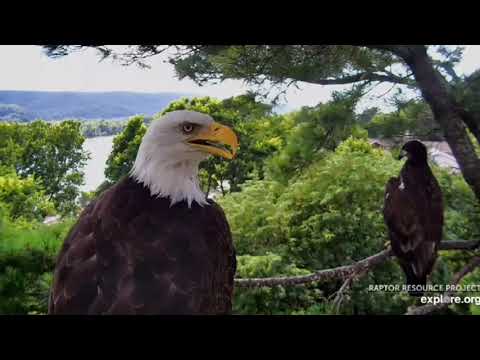 TE3 perches on a branch wirh Mama. Almost time to fledge!!!! 😪