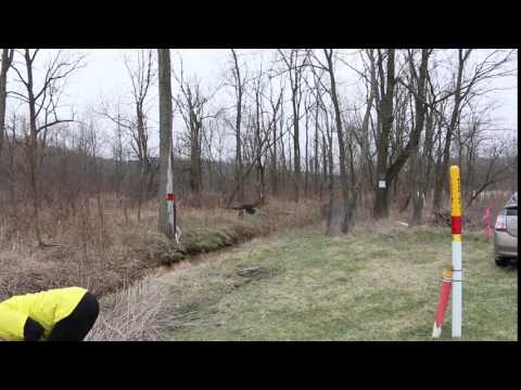 Turkey Vulture Release