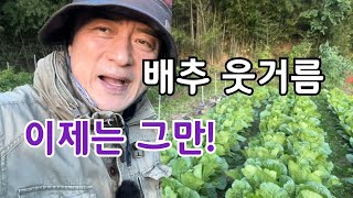 배추재배 웃거름은 이제 그만, 그럼 무얼 줄까요