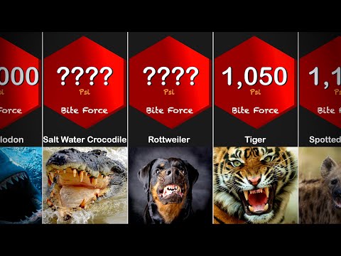 Strongest Animal Bite Force Comparison | Living and Extinct