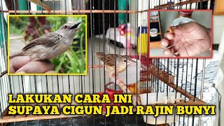 Download lagu Effective tips for caring for your baby's cigun so that it makes a sound frequently mp3 Download lagu Effective tips for caring for your baby's cigun so that it makes a sound frequently mp3