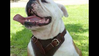 Mustasch - Dogwash.wmv