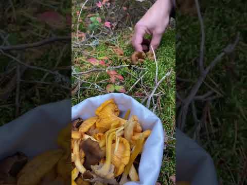 Discover more about Finnish nature at the Finnish Nature Centre Haltia 🌲🐿️🤩🥾#nuuksionationalpark