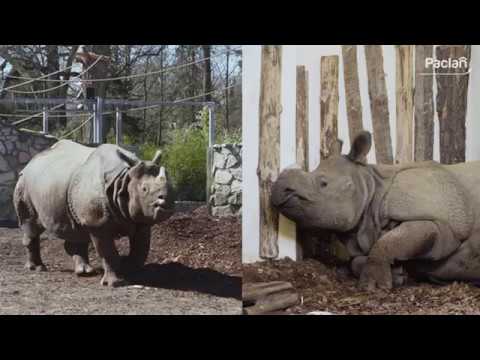 Nosorożec pancerny - Maruszka - ZOO Wrocław