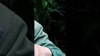 Download lagu cara mudah membedakan jantan dan betina burung cikrak daun mp3