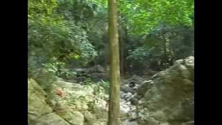 preview picture of video 'Na Muang Waterfall ( the small ) on Koh Samui   Thailand   2005'