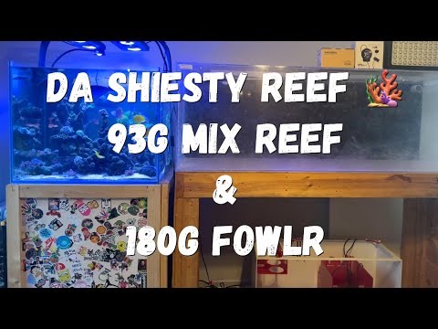 Da SHIESTY REEF- 93g Mixed reef update & 180g FOWLR tank update 