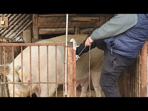 tratamentul articulației laptelui de capră)