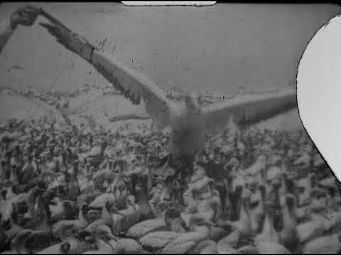 9.5mm Film - BABY MAGAZINE NO 26 -