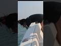 PUKING OVER THE BOAT 🤢🤢🤢 #finaddict #finaddicts