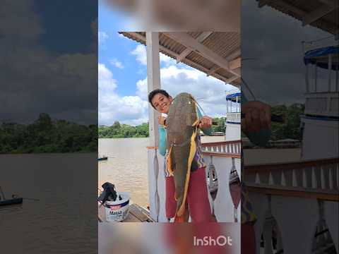 Peixe grande arrebentou a linha no Rio maranata em Mazagão AP na pescaria com vara de bambú e linha