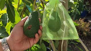 How to Protect your Avocados from Critters and Pests.