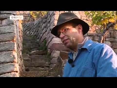 From vine to wine | Video of the day