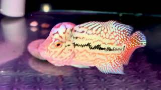 Kingkamfa gần 2 ngón giá trên 3 củ, Sđt Zalo 0938882816