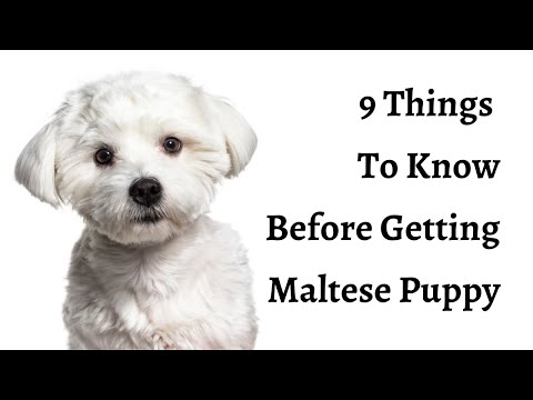9 Things To Know Before Getting A Maltese Puppy