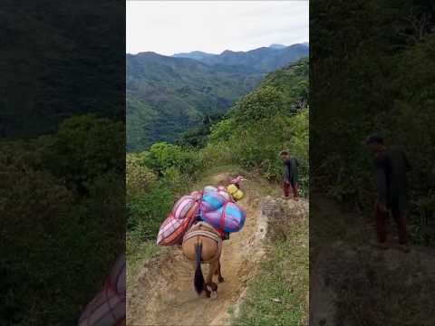 Bajando café a lomo de mulas en Río Blanco Tolima #campo #cafe #arrieros