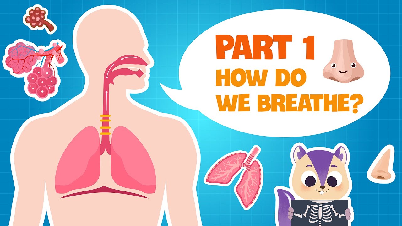 Biology | Secret of our Respiratory System (PART 1) | How do the Lungs work? | Science for kids