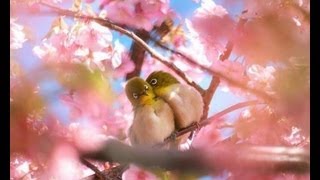 I hope you think of me by Owl City- lyrics on screen