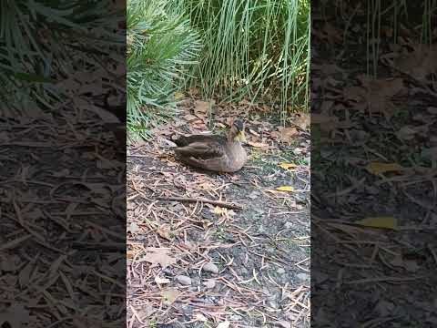 Graznidos patunos de otoño (17/10/2024).
