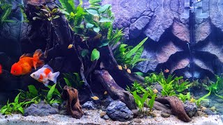Membuat setingan Aquarium untuk ikan goldfish dengan tanaman mudah dirawat!!!