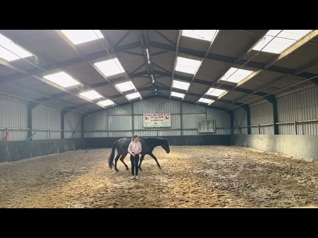 SUPERBE JUMENT ESPAGNOLE 