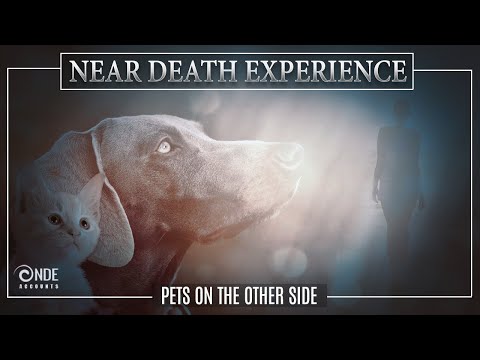 Near Death Experience Stories | Reunited with Pets