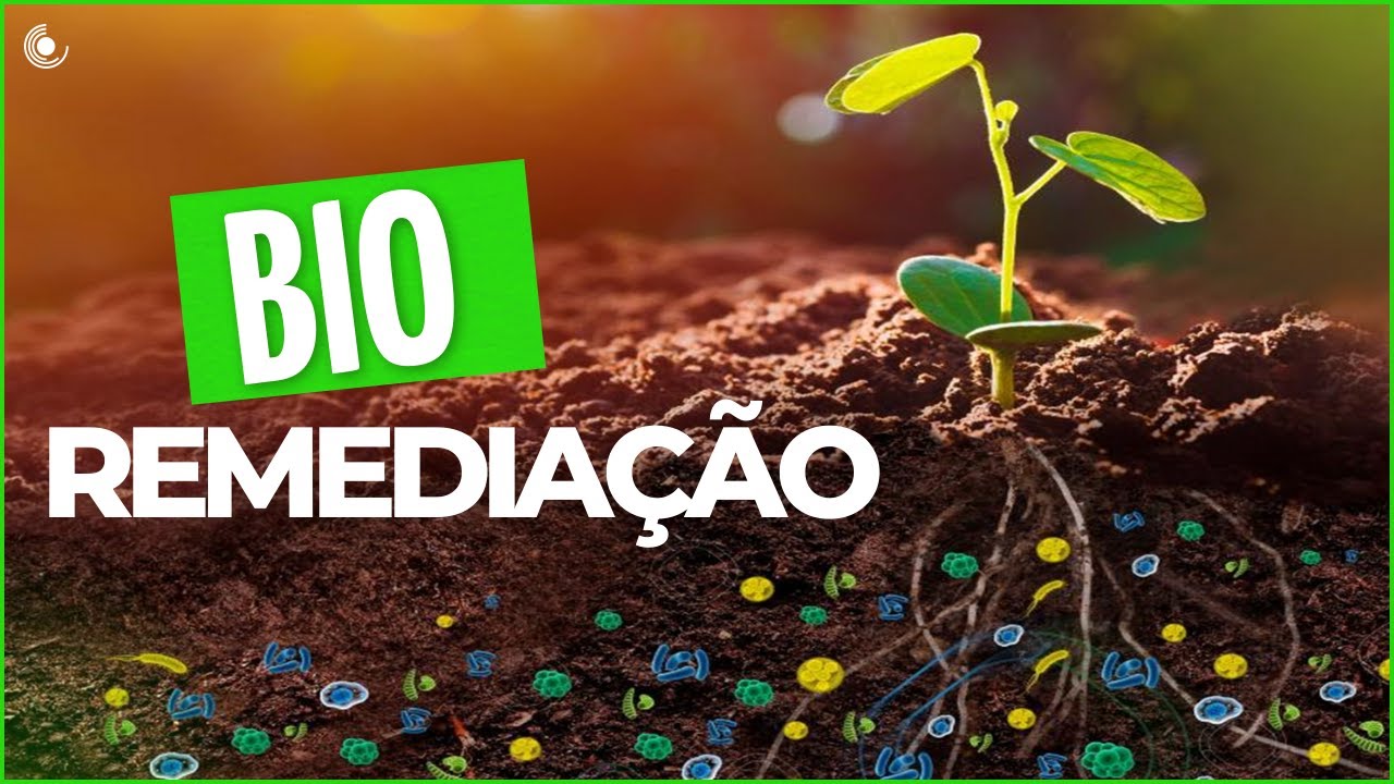 O que é BIORREMEDIAÇÃO | Processo BIODEGRADÁVEL para tratamento de águas ou solos contaminados