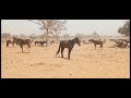 Sukuwa Buza