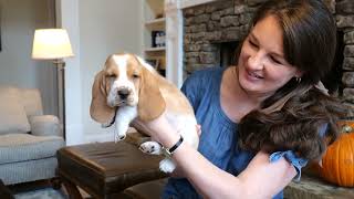Video preview image #6 Basset Hound Puppy For Sale in CUMMING, GA, USA