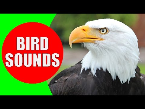 download lagu mp3 mp4 Big Bird Sounds, download lagu Big Bird Sounds gratis, unduh video klip Big Bird Sounds