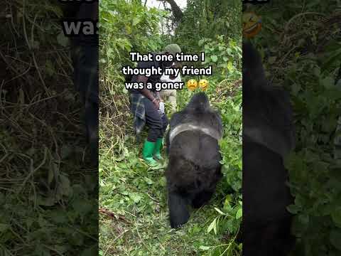 That gorilla was not playing 🤣🤣 #gorillatrekking #adventuretravel