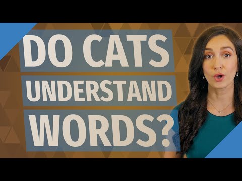 Do cats understand words?