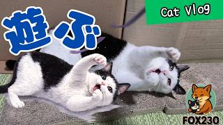【CatsVlog】猫の族長ノーラさん、遊ぶ #猫動画 #可愛い猫 #保護猫
