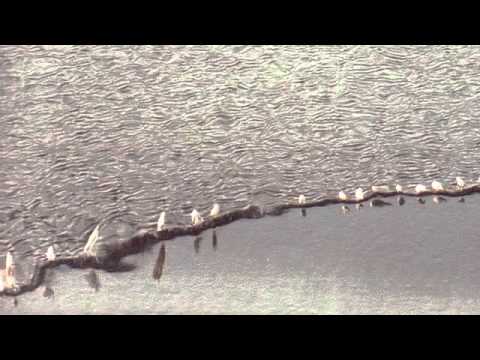 07 Chris Watson - Conversations [Touch]